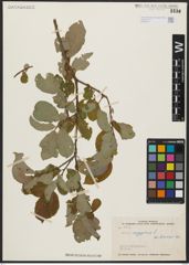 Foto von Salix aegyptiaca L.